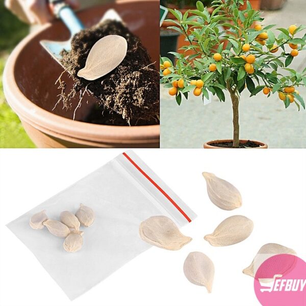 10 Packs Potted plant Fruit Mini Bonsai Orange Tree Seeds Garden Balcony Decor