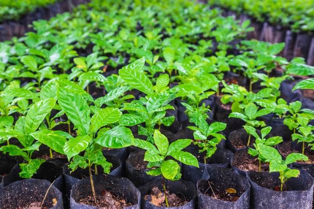 BAKIWA CLONAL COFFEE SEEDLINGS